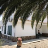 PINTADA DE CASA