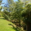 Pinus Canariensis