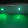 piscuna de esquimer
