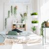 Plantas colgantes
