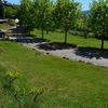 Platanus × hispanica