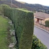 Poda de cipreses