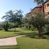 Poda de 2 olivos