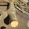 PODA EN ALTURA CASTAÑO