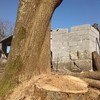 PODA EN ALTURA CASTAÑO