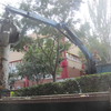 Pulpo asistiendo a la tala de uno de los chopos