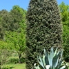 Podar arboles girona