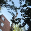 Reduccion de altura del arbol
