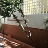 Reforma de patio interior
