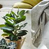 Salón con ficus