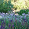 Salvia y Thulbagia