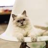 Silla con gato