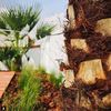 @singularjardineria
