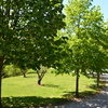 Tilia cordata