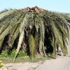 Limpieza de bancal