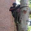 Tronzado en alura del tronco