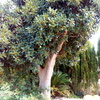 Un arbol majestuoso