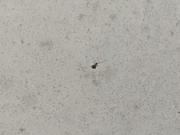 Necesito saber sobre estos insectos,¿son perjudiciales para la salud? ¿Cómo los elimino? ¿Cómo se llaman?
