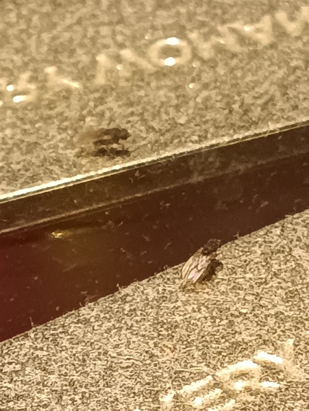 ¿Qué insecto es este?