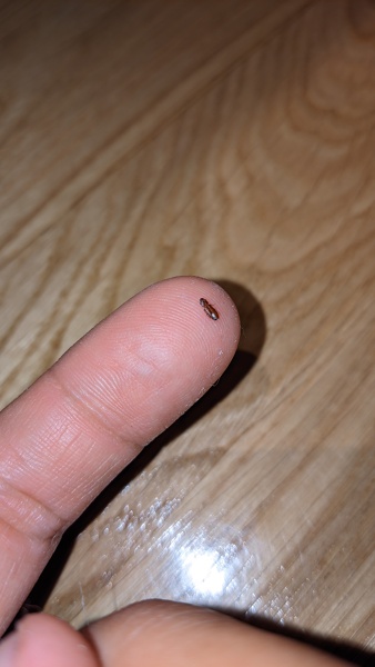 Ayuda con insectos en el salón