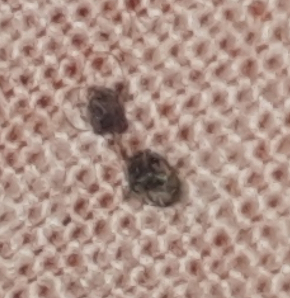 Que este insecto diminuto?