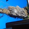 Podar tronco y copa de una palmera en cáceres