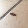 Acabar con plaga de cucarachas