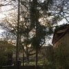 Talar árboles