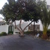 Podar un ficus