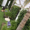 Mantener Jardín
