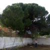 Realizar Poda de Pino Piñonero