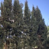 Pequeños Trabajos Jardinería