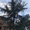 Talar árboles