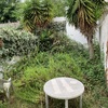 Desbrozar Jardín