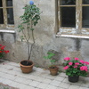 Alquiler de andamios en patio int con ref cad 7823405dg1072b0001db
