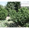 Desbrozar jardin