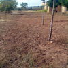 Limpieza de terreno