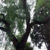 Poda de arbol (prebe bord)