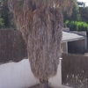 Podar una palmera