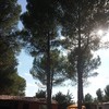 Talar 3 pinos y podar otros 2