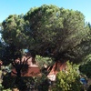 Podas de varios pinos y arboles