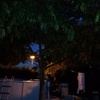 Cortar o talar un arbol de mi