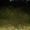 Quitar matas malas y arreglar el jardín