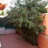 Desbrozar jardín con cortado