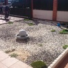 Poner cesped artificial en un jardin