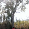 Cortar un arbol de unos 25m