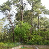 Talar pinos