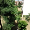 Mantenimiento de un jardín de mancomunidad