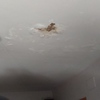 Rehacer techo