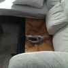 Reparacion de sofa
